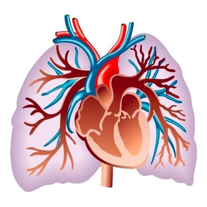 Ефект на Pulsactive върху сърдечно-съдовата система